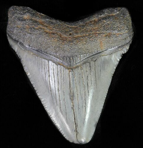 Juvenile Megalodon Tooth #62148